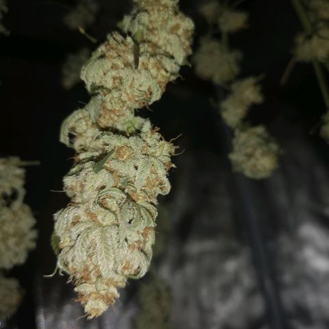 white wedding growlog timeline photo