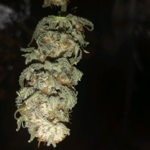 Runtz s1 growlog timeline photo
