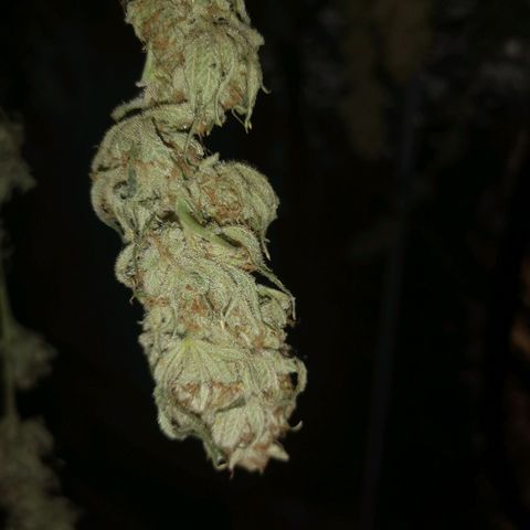 Critical pk growlog timeline photo