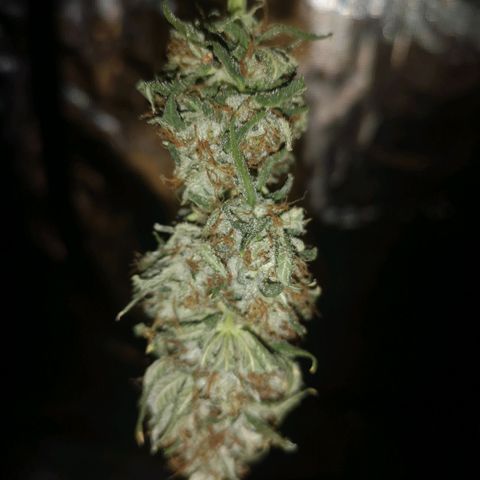 Cheezy poofs growlog timeline photo
