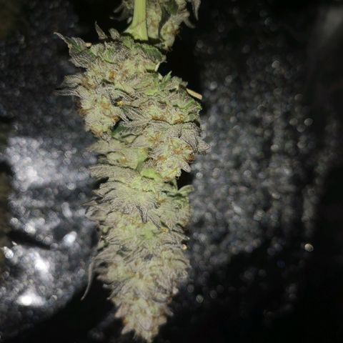 GMO cookies growlog timeline photo