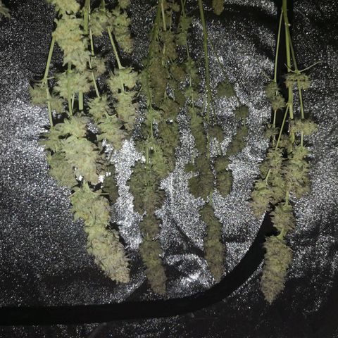 GMO cookies growlog timeline photo
