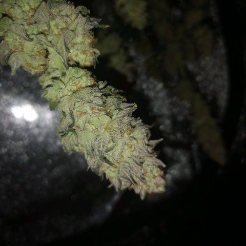 GMO cookies growlog timeline photo