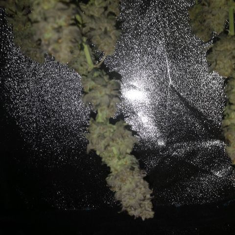 GMO cookies growlog timeline photo