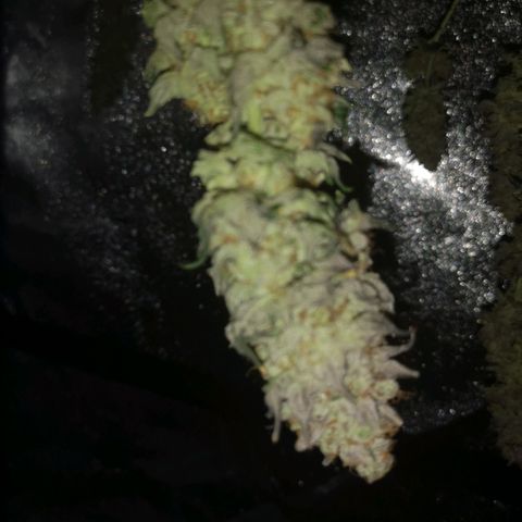 GMO cookies growlog timeline photo