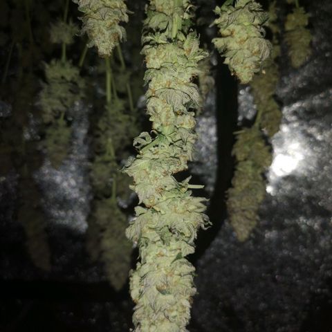 GMO cookies growlog timeline photo