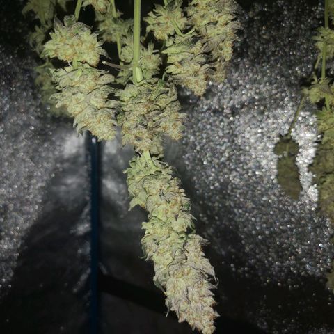 GMO cookies growlog timeline photo