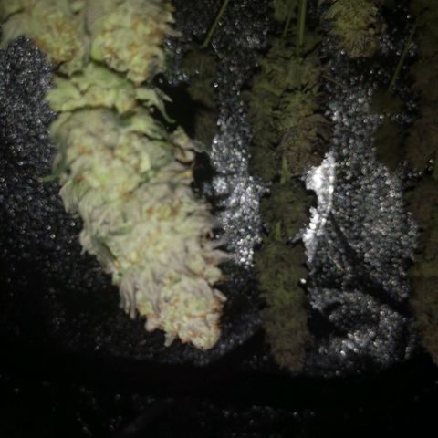 GMO cookies growlog timeline photo