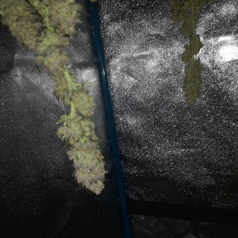 GMO cookies growlog timeline photo