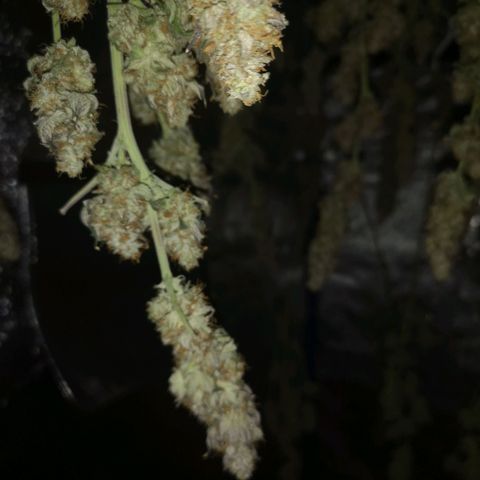 10th planet 2nd run growlog timeline photo