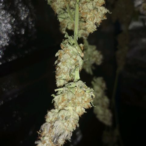 10th planet 2nd run growlog timeline photo