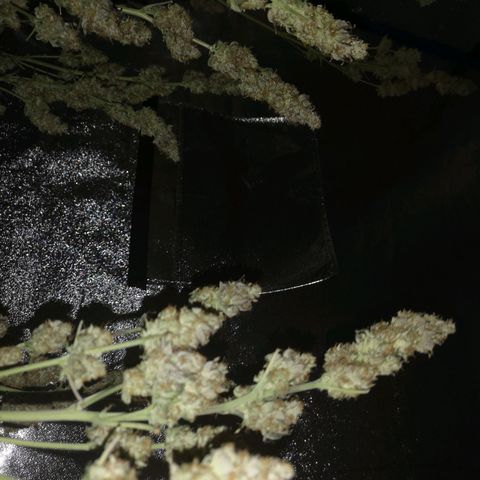 10th planet 2nd run growlog timeline photo