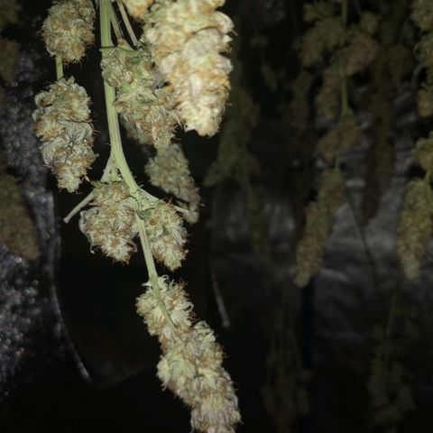 10th planet 2nd run growlog timeline photo