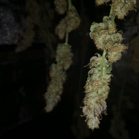 10th planet 2nd run growlog timeline photo