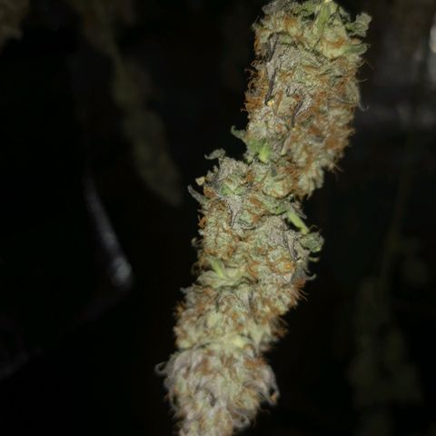 10th planet 2nd run growlog timeline photo