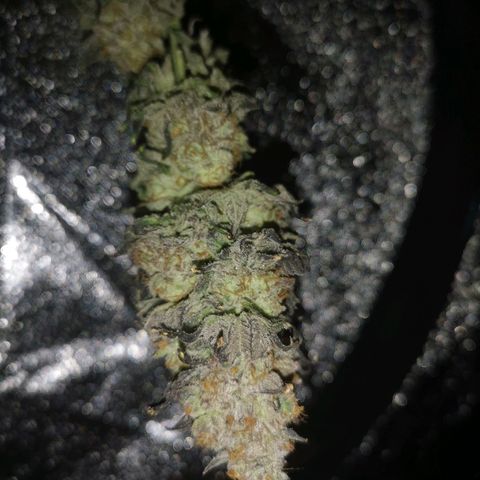 GMO cookies growlog timeline photo