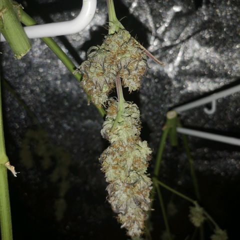 10th planet 2nd run growlog timeline photo