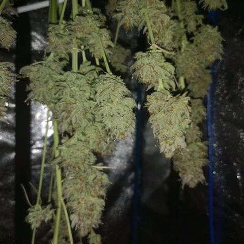 Cotton candy cookies growlog timeline photo
