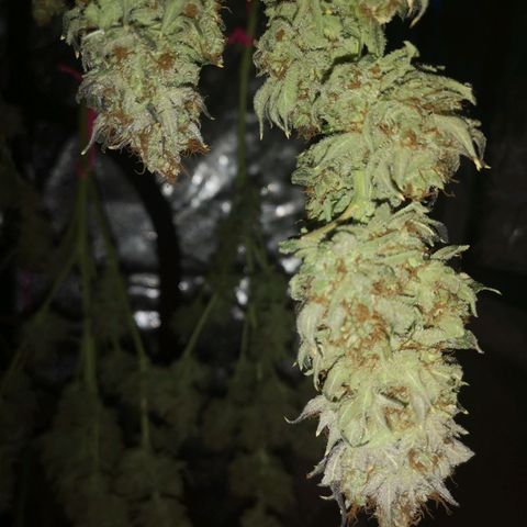 Cotton candy cookies growlog timeline photo