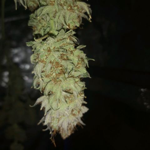 Cotton candy cookies growlog timeline photo