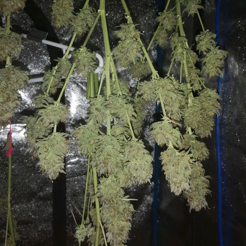 Cotton candy cookies growlog timeline photo