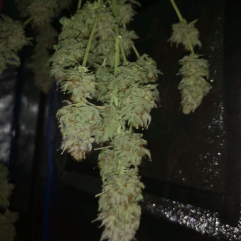 Cotton candy cookies growlog timeline photo