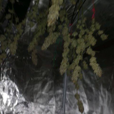 Cherry gar see ya growlog timeline photo