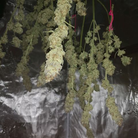 Cherry gar see ya growlog timeline photo