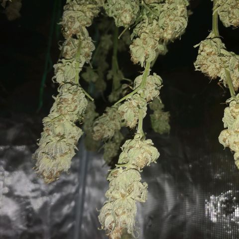 Cherry gar see ya growlog timeline photo