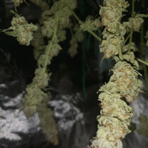 Cherry gar see ya growlog timeline photo