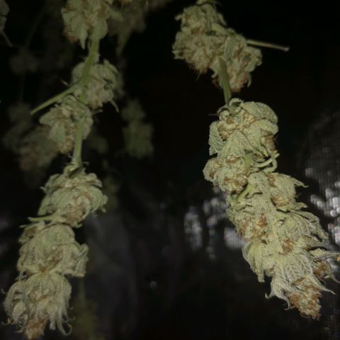 Cherry gar see ya growlog timeline photo