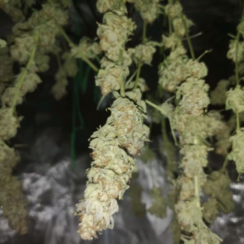 Cherry gar see ya growlog timeline photo