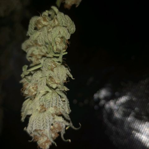 Cherry gar see ya growlog timeline photo