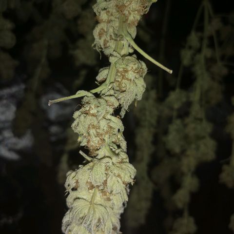 Cherry gar see ya growlog timeline photo