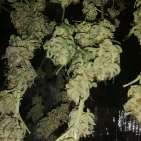 Cherry gar see ya growlog timeline photo