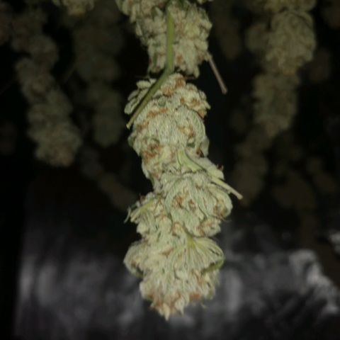 white wedding growlog timeline photo