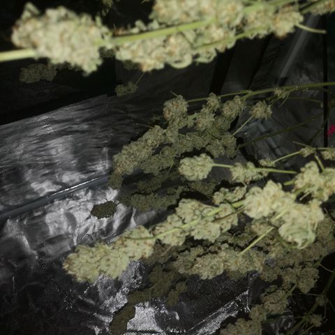 white wedding growlog timeline photo