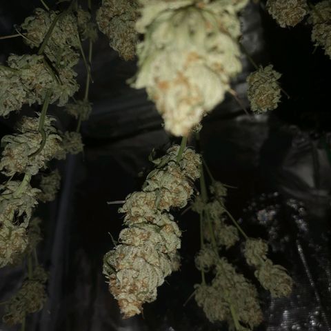white wedding growlog timeline photo
