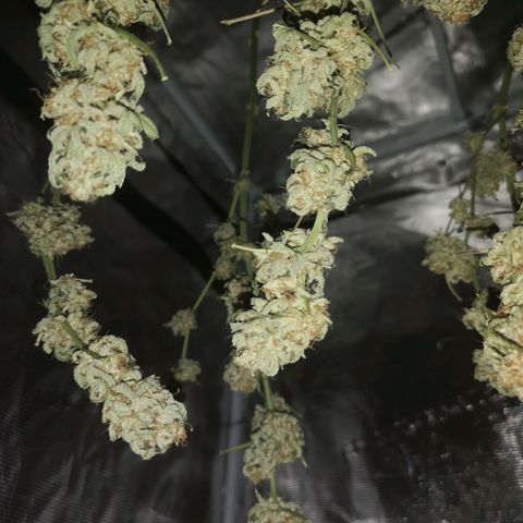 white wedding growlog timeline photo