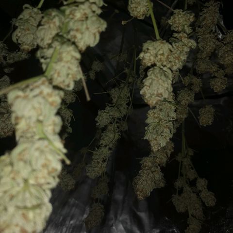 white wedding growlog timeline photo