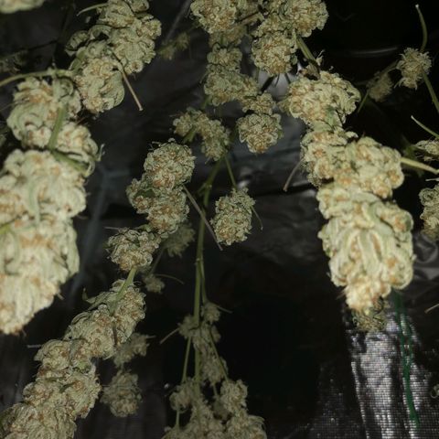 white wedding growlog timeline photo