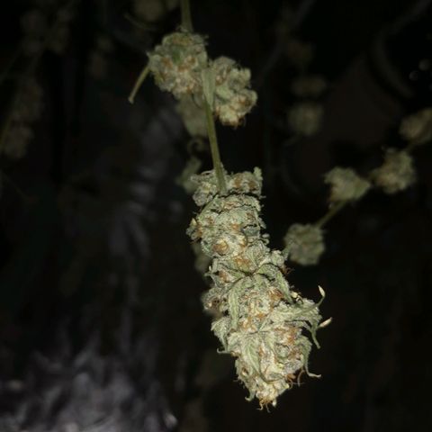 Runtz s1 growlog timeline photo