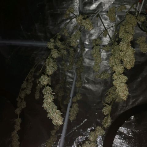 Runtz s1 growlog timeline photo