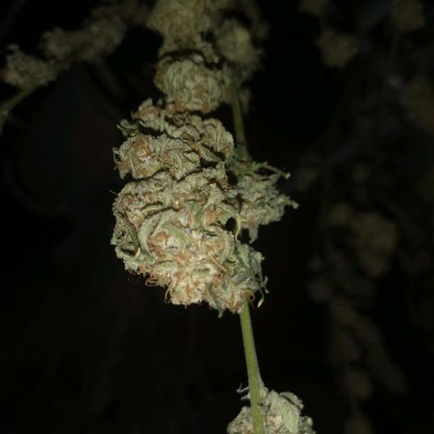 Runtz s1 growlog timeline photo