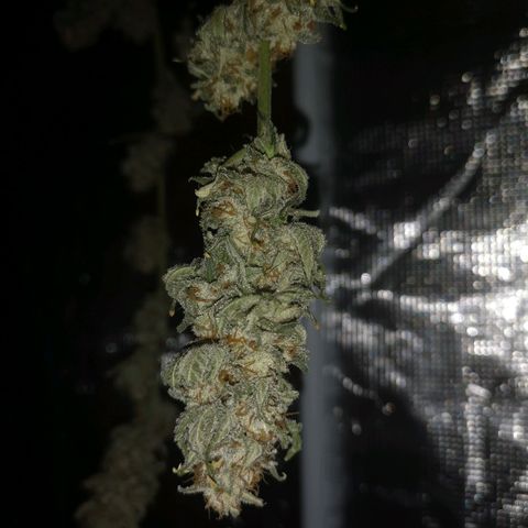 Runtz s1 growlog timeline photo