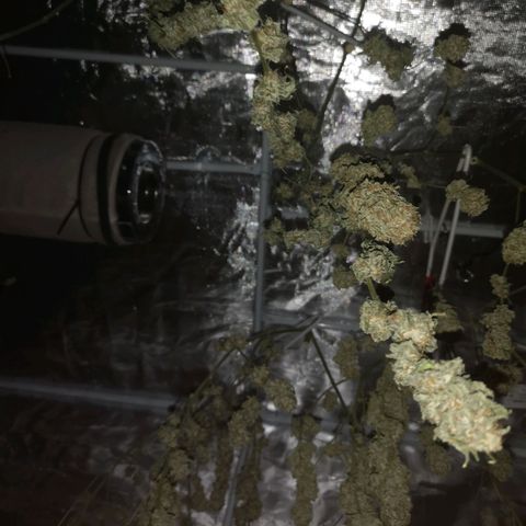 Runtz s1 growlog timeline photo