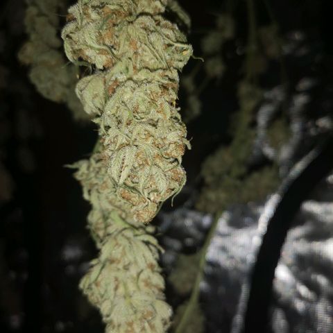 Runtz s1 growlog timeline photo
