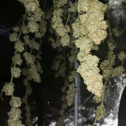 Runtz s1 growlog timeline photo