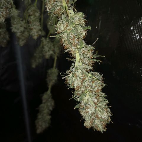 Cheezy poofs growlog timeline photo