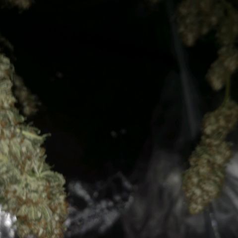 Cheezy poofs growlog timeline photo